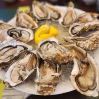 Oysters